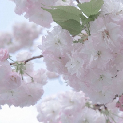 阿坝FurryQQ群介绍